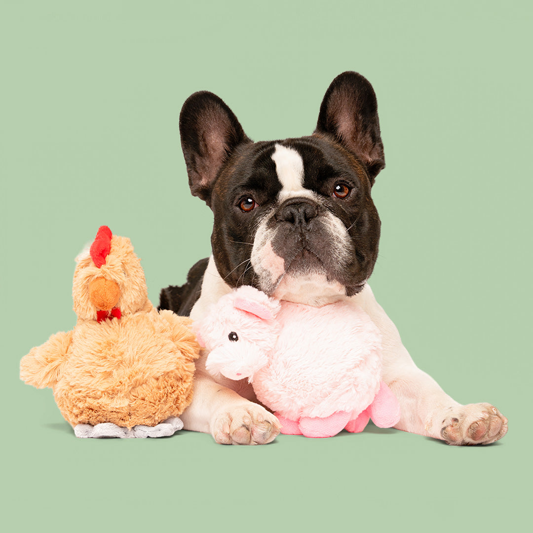 7" Chester Chic & Piglet W/Squeaker Ball - 2 Asst