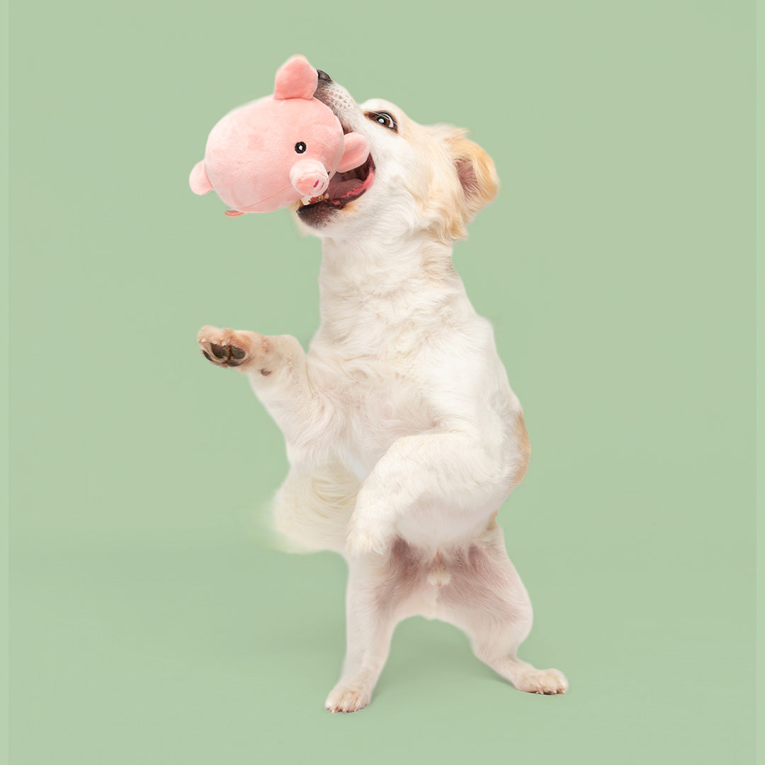 3.5" Spring Pig & Cow - 2 Pack