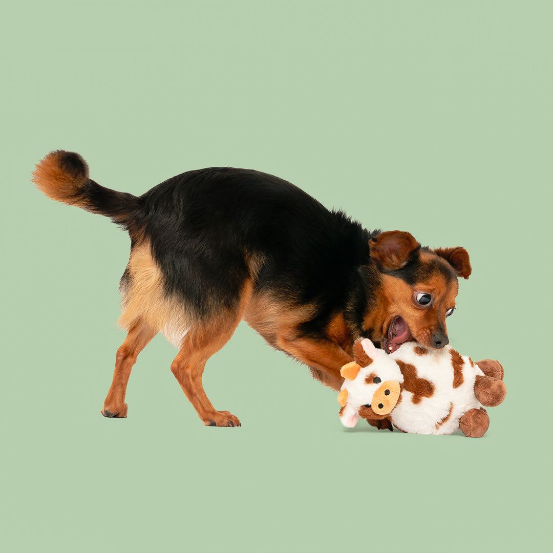 8" Rudy & Carter w/ Squeaker Ball & Crinkle - 2 Pack