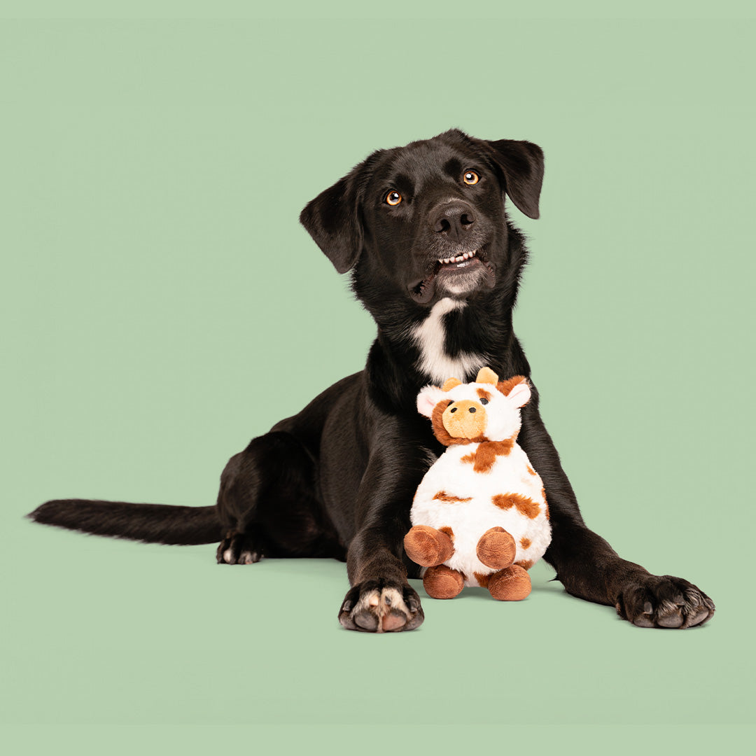 8" Rudy & Carter w/ Squeaker Ball & Crinkle - 2 Pack