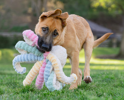 12" Opal Octo w/ Squeaker Ball & Crinkle