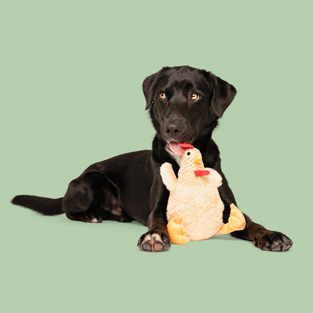 8" Rudy & Carter w/ Squeaker Ball & Crinkle - 2 Pack